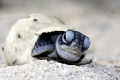   Baby turtle beach trying crawl its egg. egg  